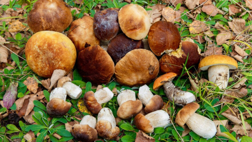 Podsticaji za uzgoj prepelica, riba, gljiva i konja