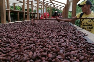 Proizvodnja kakaa u Nigeriji ove godine manja za 20%