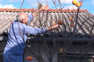 Nema jabuke koju Mirko Veić neće uzgojiti, uz 300 starih - rodile i dvije sorte kaki