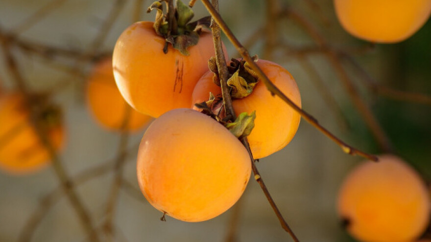 Brao kakije viseći sa krana