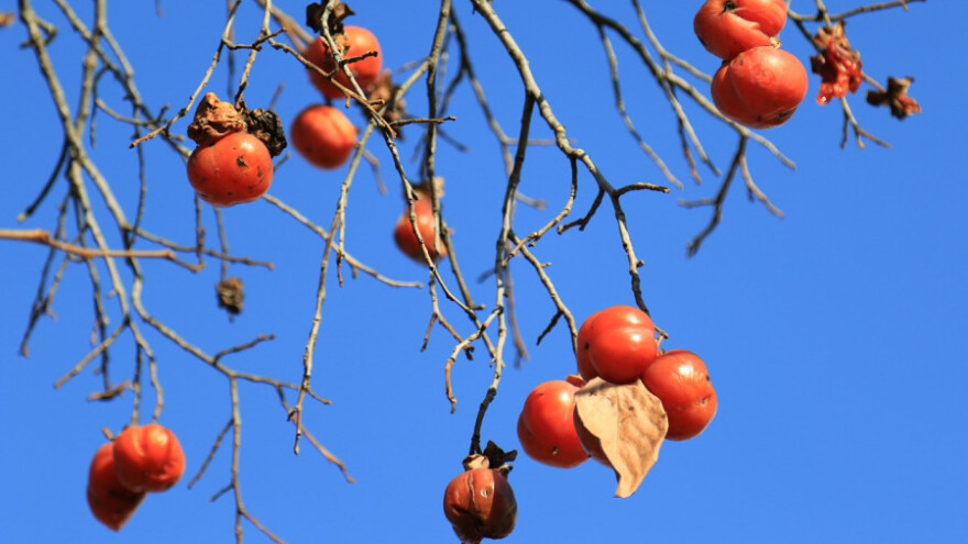 Decembarski mraz uništio posljednju berbu kakija