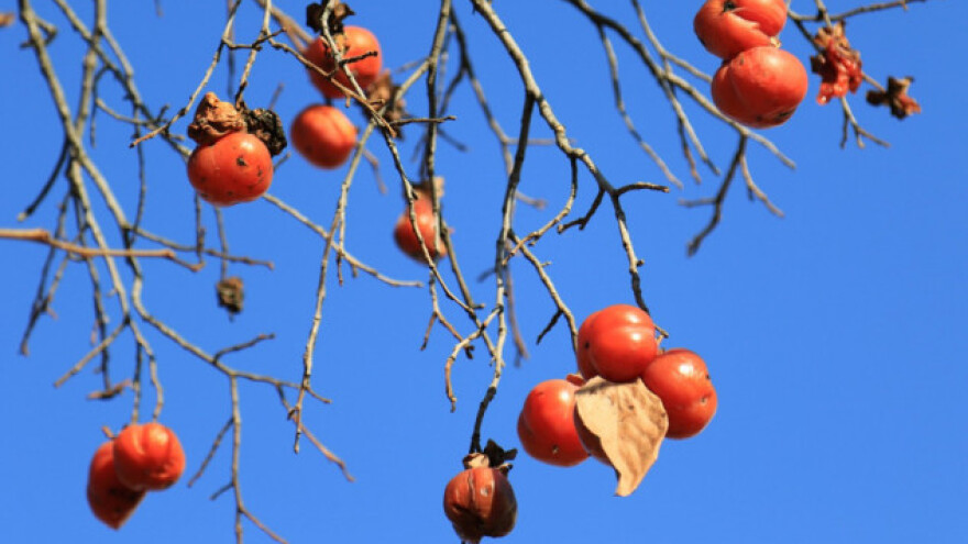 Prosinački mraz uništio posljednju berbu kakija