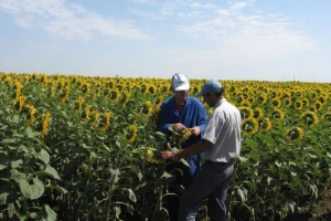 Syngenta: Pojava lažnog semena NK Neoma!