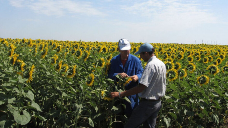 Syngenta: Pojava lažnog semena NK Neoma!