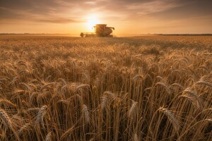 Kako do 5.200 kg po hektaru eko ječma?