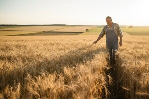 Kako do 5.200 kg po hektaru eko ječma?