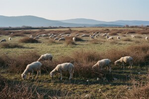 Kako do državnog zemljišta