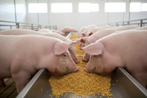 Kako do uspješnog tova svinja?