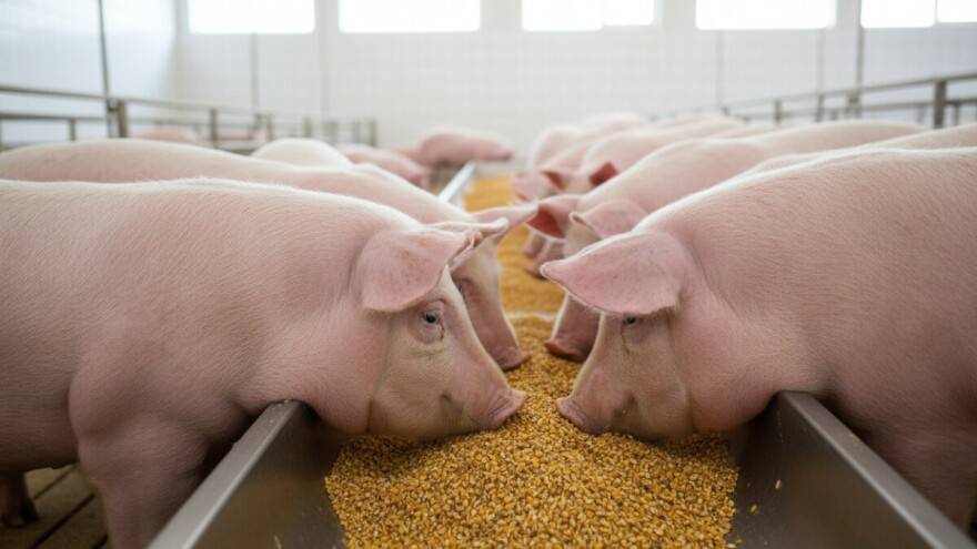 Kako do uspješnog tova svinja?