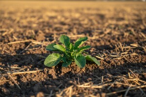 Kako do većih prinosa uljane repice?
