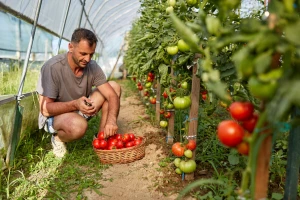 Kako do visokih i stabilnih prinosa povrća u plasteniku? Osnova je zemljište