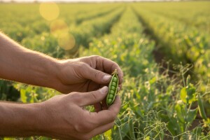 Kako do visokih prinosa stočnog graška?