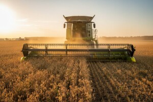 Kako do visokih prinosa stočnog graška?
