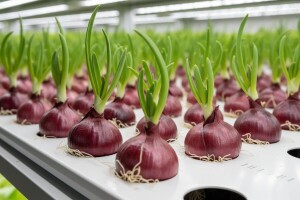 Kako hidroponski uzgajati crveni luk?