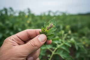 Kako i kada suzbijati ekonomski značajne bolesti povrća?