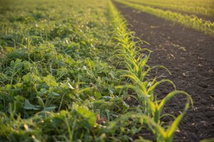 Kako i kada suzbiti korove u kukuruzu?