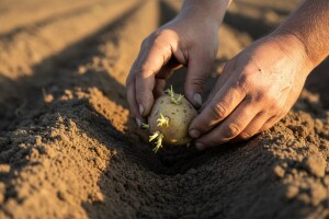 Kako izgleda stručna sadnja krumpira u Dalmaciji