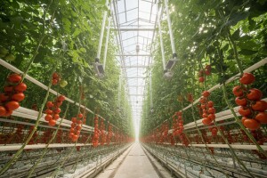 Kako je Holandija postala poljoprivredna sila