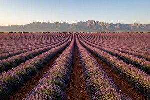 Kako je nastala najveća plantaža lavande u Srbiji?
