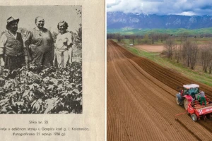 Prije 30 godina ga se proizvodilo 60.000 tona: Gdje je danas lički krumpir?