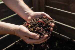 Kako kompostirati uz pomoć glista?