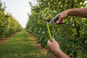 Kako liječiti posljedice niskih temperatura u voćnjaku