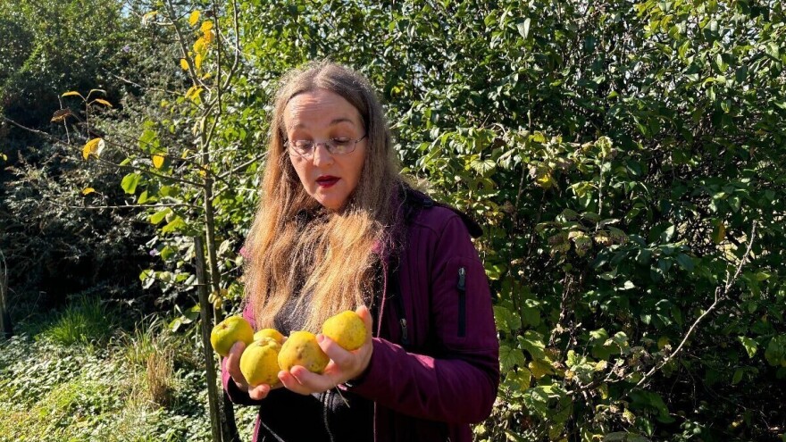 Kako napraviti vlastitu šumu hrane ili šumski vrt?