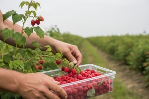 Kako napreduje berba maline u Bačkoj?