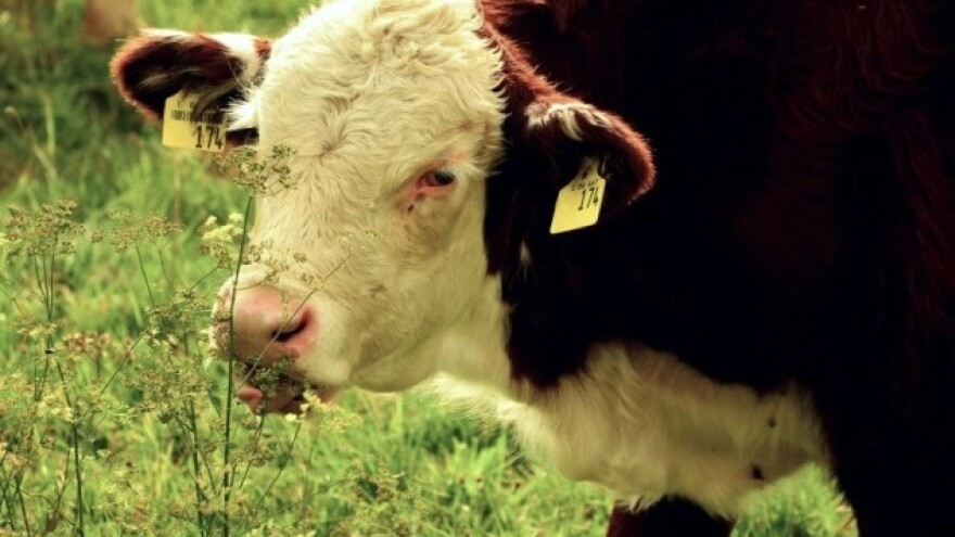 Kako naučiti krave da pasu određene korove?