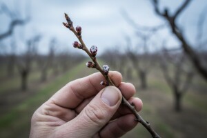 Kako očuvati rodnost voćaka?