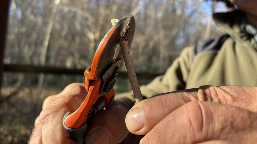 Osnove rezidbe za voćare početnike: Kako razlikovati lisni od cvetnog pupoljka?