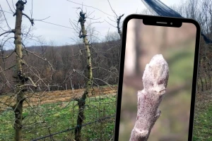 Kako orezati jabuku: Ostavite tanke grane na vrhovima