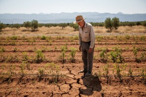 Kako osigurati navodnjavanje povrća?