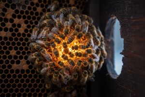 Kako pčele greju košnicu?