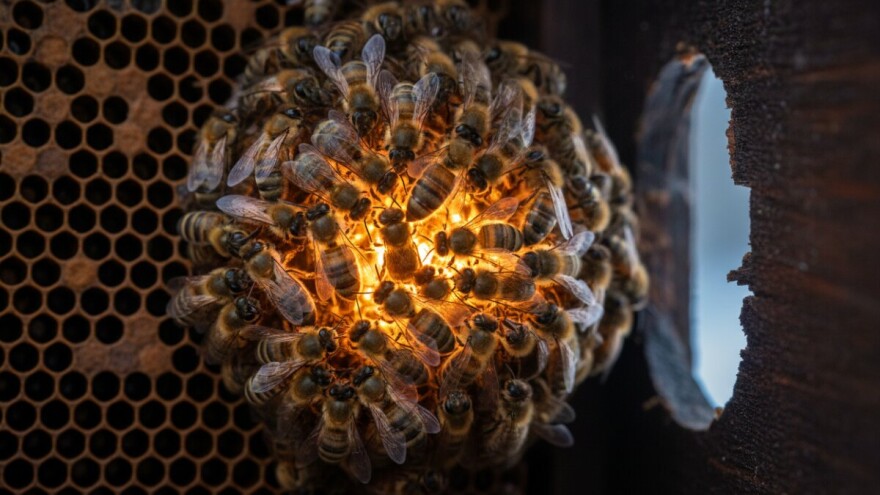 Kako pčele greju košnicu?