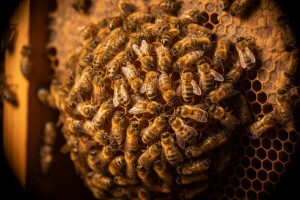 Kako pčele griju košnicu?