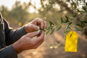 Kako poboljšati kvalitetu maslinovog ulja?