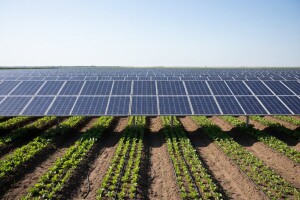 Kako pomoću sunčeve energije navodnjavati povrće?