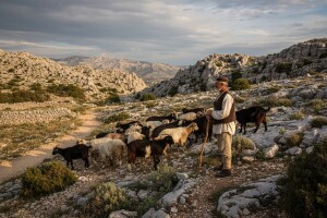 Kako potaknuti kozarstvo