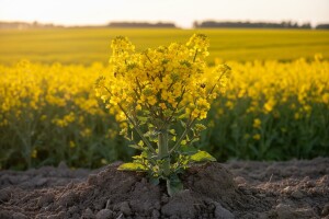 Kako povećati urod uljane repice?