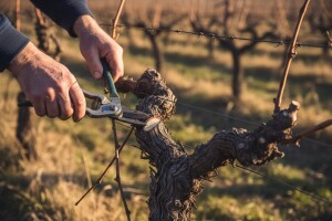 Kako pravilno pomladiti ogranke i krakove na trsu vinove loze?