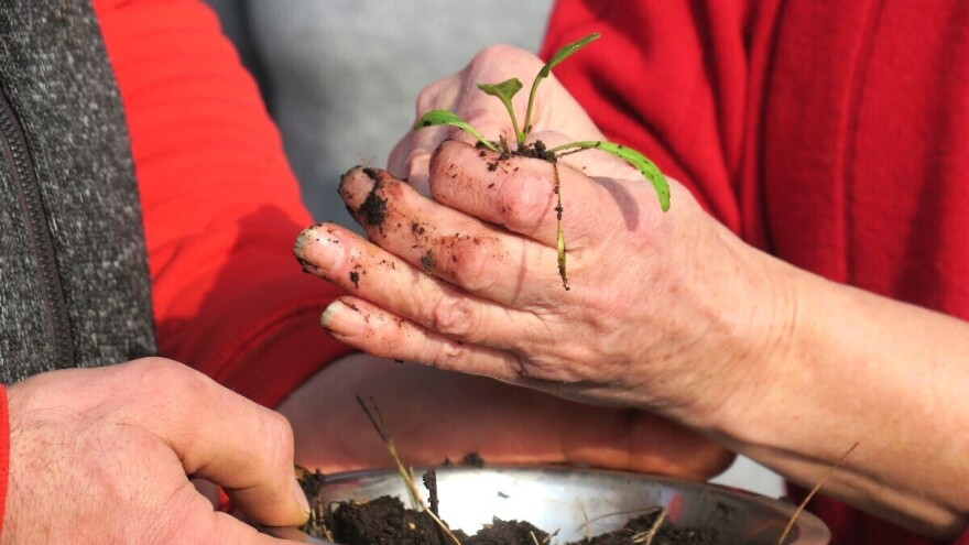 Kako uz ekološki pristup suzbijanja štetnika i korova osigurati ravnotežu u vrtu?