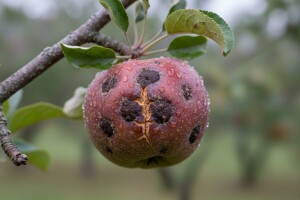 Kako prirodno suzbiti krastavost jabuke?