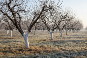 Kako produžiti fazu mirovanja kod voća?