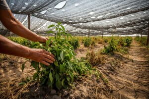 Kako proizvoditi povrće pri ekstremnim vrućinama?