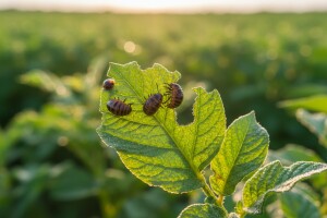 Kako protiv krumpirove zlatice?