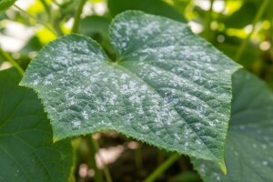 Kako protiv pepelnice na tikvenjačama?