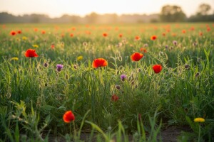 Kako protiv širokolisnih korova?