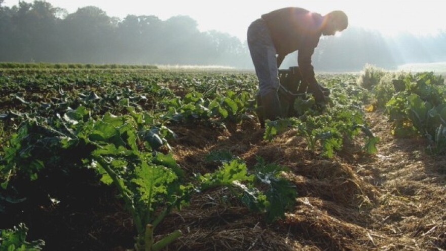 Kako saditi u skladu sa svemirom?