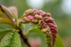 Kako se boriti protiv kovrčavosti lista breskve?
